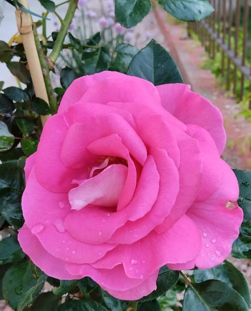le Mas de la Jardine Velleron